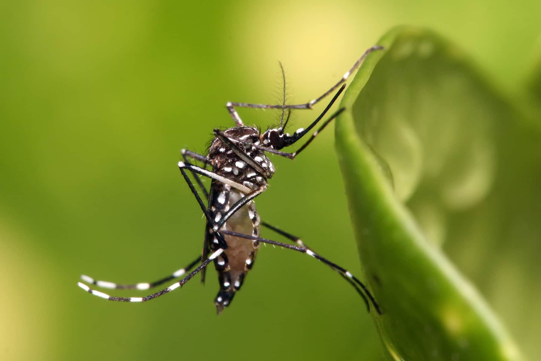 Mosquito Control & Yard Protection