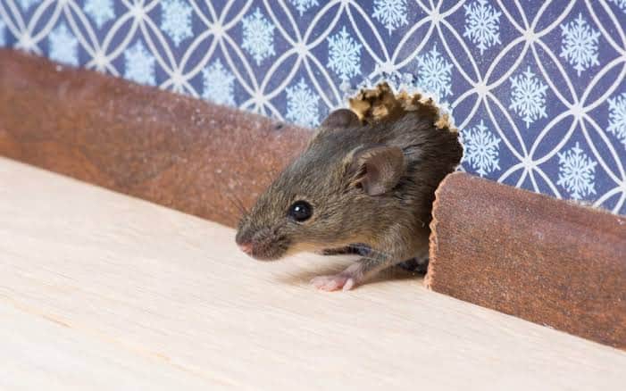Why Do I Have Mice in My House Every Winter in Saskatoon?